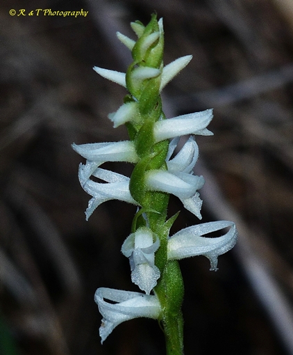 {Spiranthes magnicamporum}